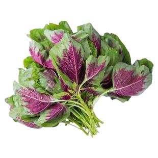 红圆叶苋菜种子柳叶青苋菜种籽四季种植盆栽阳台野菜长寿菜种子孑