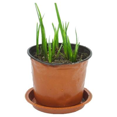 花卉盆景五香草茴香菖蒲可食用