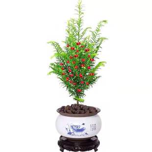 正宗南方红豆杉树苗大树果子曼地亚办公室内盆景盆栽发财树绿植物