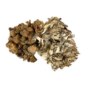 新鲜灰树花150g*6盒 舞茸 新鲜食用菌菇 舞茸菌 舞茸茶 顺丰包邮