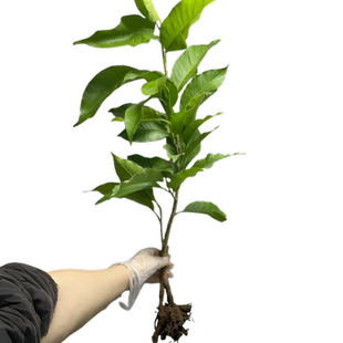 夜合花苗夜香木兰树苗夜百合花卉盆栽易活四季阳台庭院室外绿植物