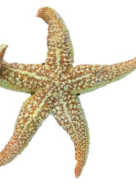 大连海鲜熟冻海星顺丰时效