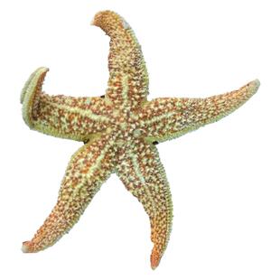 大连海鲜冻鲜即食超大熟冻新鲜五角星满籽食用海五星冷冻海星