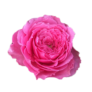 海蒂的花园 细波涟漪切花月季勤花不垂头阳台露台庭院植物盆栽苗