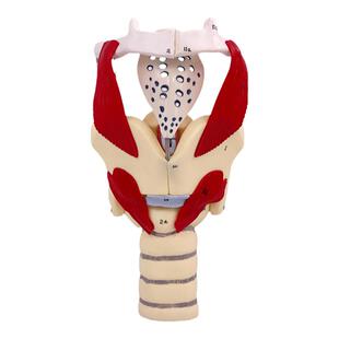 喉咙解剖咽喉模型 2倍放大标本喉部血管甲状腺喉结头医院教学模型