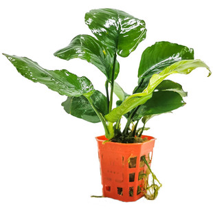 水草活体淡水水榕大叶榕鱼缸造景装饰植物水族箱天然懒人小巴榕