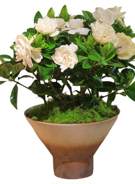 栀子花盆栽带花苞花卉茶室植物阳台室内好养办公室桅子花小绿植