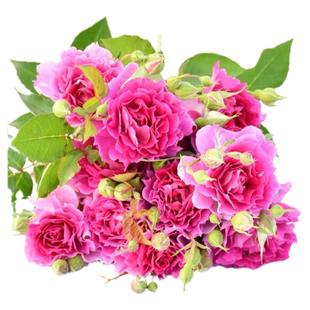 天方夜谭月季花苗大花浓香欧月玫瑰四季开花紫色盆栽庭院花卉植物