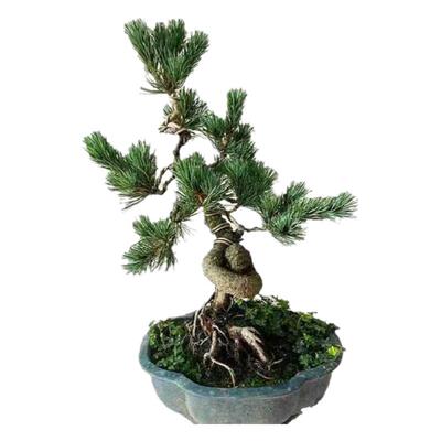 正宗宫岛嫁接大坂小苗五针松盆景