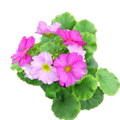 进口西番莲庭院阳台爬藤植物观花观果带花发货成品大苗易活包邮