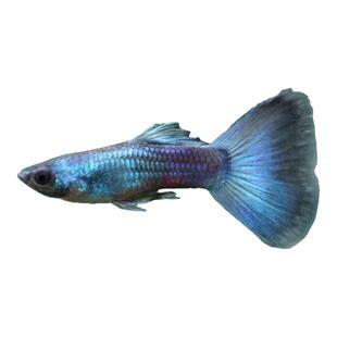 冰蓝孔雀鱼凤尾鱼特大胎生鱼直接生小鱼新手好混养耐活热带观赏鱼