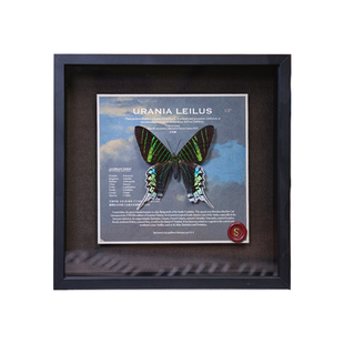 蝴蝶歌剧院｜原创月亮蛾高级昆虫标本装饰画贵气好运桌面摆件礼物