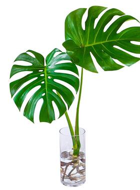 水培植物龟背竹盆栽老桩净化空气天堂鸟大叶室内观叶绿植耐阴常青