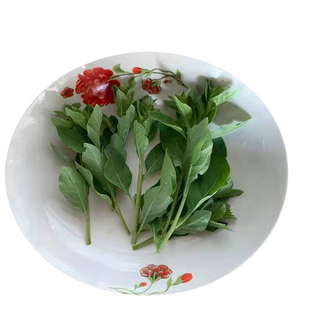 枸杞叶新鲜食用头茬枸杞枝现摘野菜药用现摘现发嫩枸杞芽尖500装