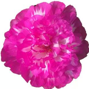 太阳花苗四季种夏秋开花带根带花苞枝条耐热庭院植物盆栽花卉重瓣