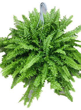 波士顿蕨盆栽蕨类植物耐阴易养