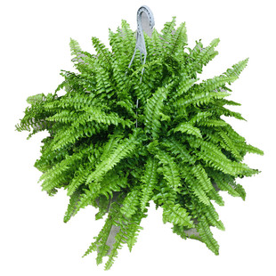 波士顿蕨盆栽蕨类垂吊兰植物室内净化空气耐阴易养观叶绿植物