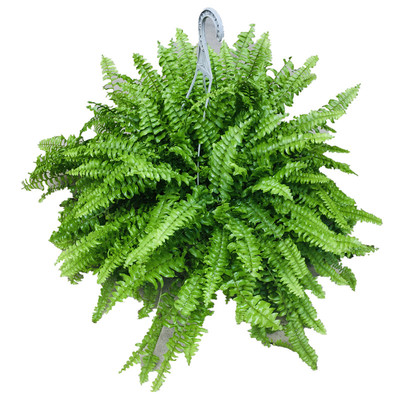 波士顿蕨盆栽蕨类植物耐阴易养