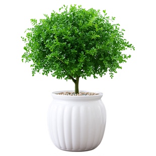 绿萝发财树绿植小盆栽办公室内花卉富贵竹绿箩栀子花水培懒人好养