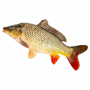 特大鲤鱼苗淡水养殖四大家鱼稻花鲤鱼花背稻田鲤红尾杂交建鲤鱼苗