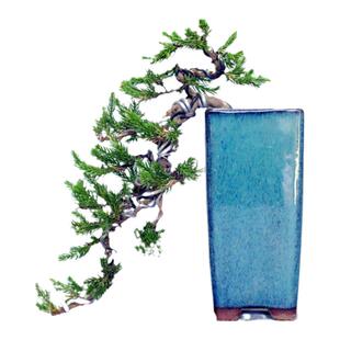 掌上悬崖造型地柏小盆景刺柏树微型盆栽室内阳台绿植办公居家植物
