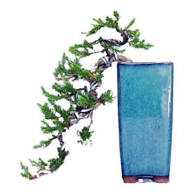 悬崖地柏盆景茶几办公桌阳台