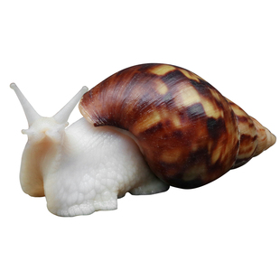 中华大白玉蜗牛饲养套装家养宠物可食用法国巨型蜗牛钙土养殖生态