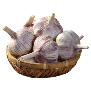 金乡大蒜干蒜5斤特大果山东本地农家紫白皮批发新蒜头包邮