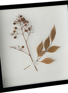 贝壳中空相框diy标本干花保存框