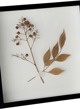 贝壳中空相框diy标本干花保存框