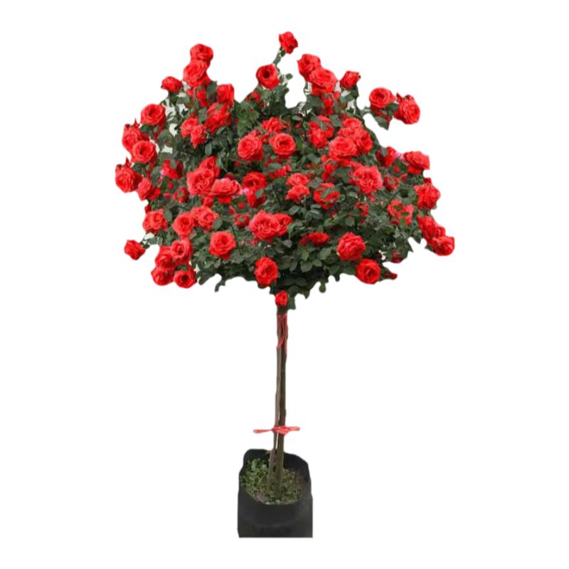 树桩月季花苗特大花树苗