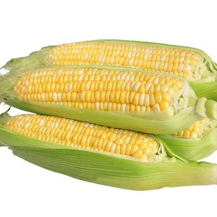 云南金银水果玉米9斤新鲜生吃甜玉米棒子苞谷米现摘糯包邮蔬菜10