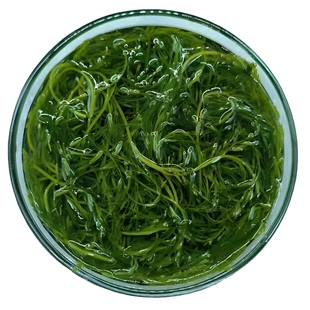 鞭炮笋火锅食材海藻菜凉拌菜海草火锅菜长寿菜龙须盐渍马尾藻整箱
