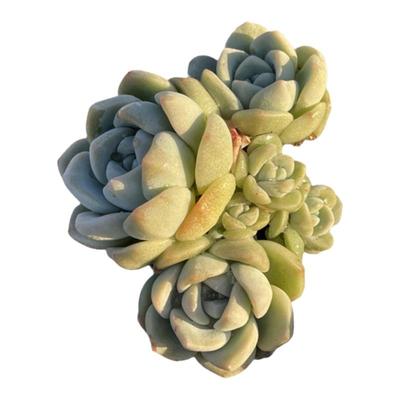 多肉植物冰玉老桩奶油冰玉一物一拍小萌物