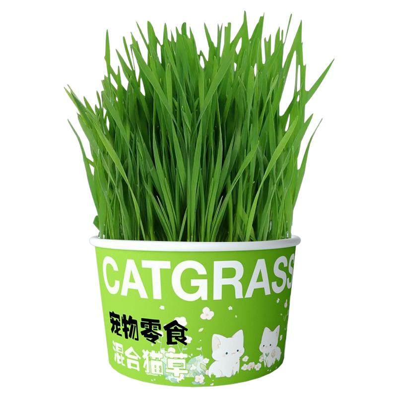鹦鹉麦芽草粮大麦种子鸟草盒