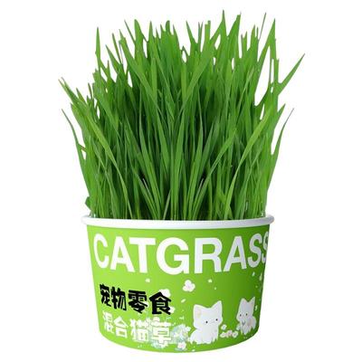 鹦鹉麦芽草粮大麦种子鸟草盒