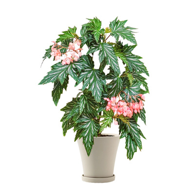 乌头秋海棠室内一年四季开花不断