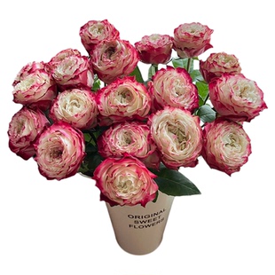 【AB级玫瑰花顺丰包邮】单头玫瑰花情人节云南基地直发水养鲜切花