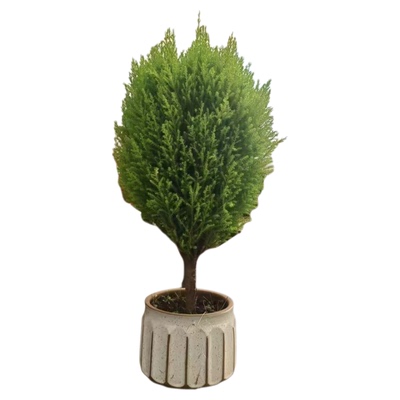 小盆栽盆景桌面绿植盆栽