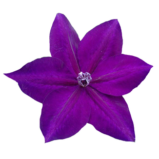 海蒂的花园成都总店铁线莲盆栽苗乌托邦阳台庭院爬藤花卉海妈推荐