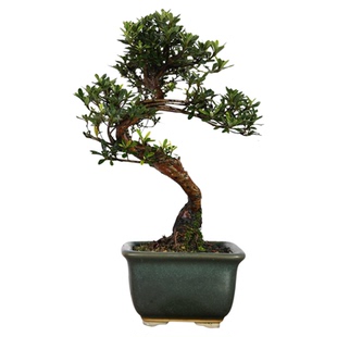 皋月杜鹃老桩微盆景迷你微盆栽日本进口一物一拍小叶掌上绿植阳台