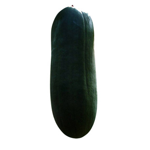 黑皮冬瓜种子老品种特大冬瓜种籽高产蔬菜种子四季巨型黑冬瓜籽种