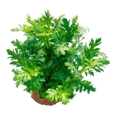 水罗兰坨草鱼缸造景阴性水草植物新手懒人净水增氧后景好养活真草