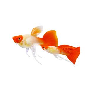 孔雀鱼淡水胎生鱼活体好养冷水金鱼小型热带观赏鱼精品纯种凤尾鱼