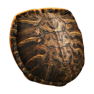 仿真乌龟壳抱枕可穿玩偶毛绒玩具搞怪王八龟壳背心靠垫男女生礼物