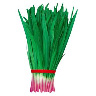 独根红韭菜种子种籽子苗菲菜红根四季根苗紫根菜籽孑籽种小叶