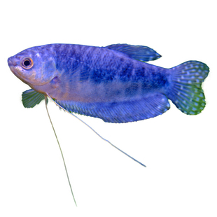 曼龙鱼热带观赏鱼黄曼龙蓝曼龙五彩血丽丽珍珠马甲球活小型淡水鱼