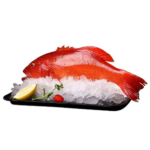 海南西沙燕尾东星斑鲜活速冻深海捕捞石斑鱼送礼水产海鲜礼盒空运