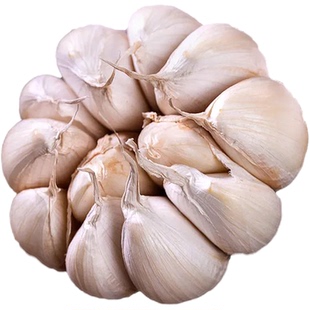 今年新蒜山东大蒜头干蒜紫皮种籽批发新鲜蒜瓣蒜种子农家种植助农