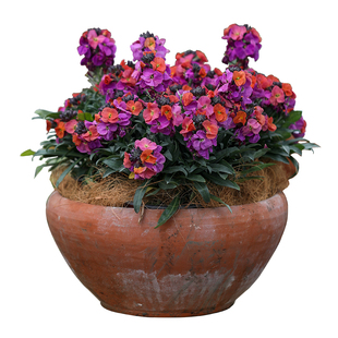 海蒂的花园 糖芥阳台庭院室外耐寒盆栽苗花量大好养草本花卉植物